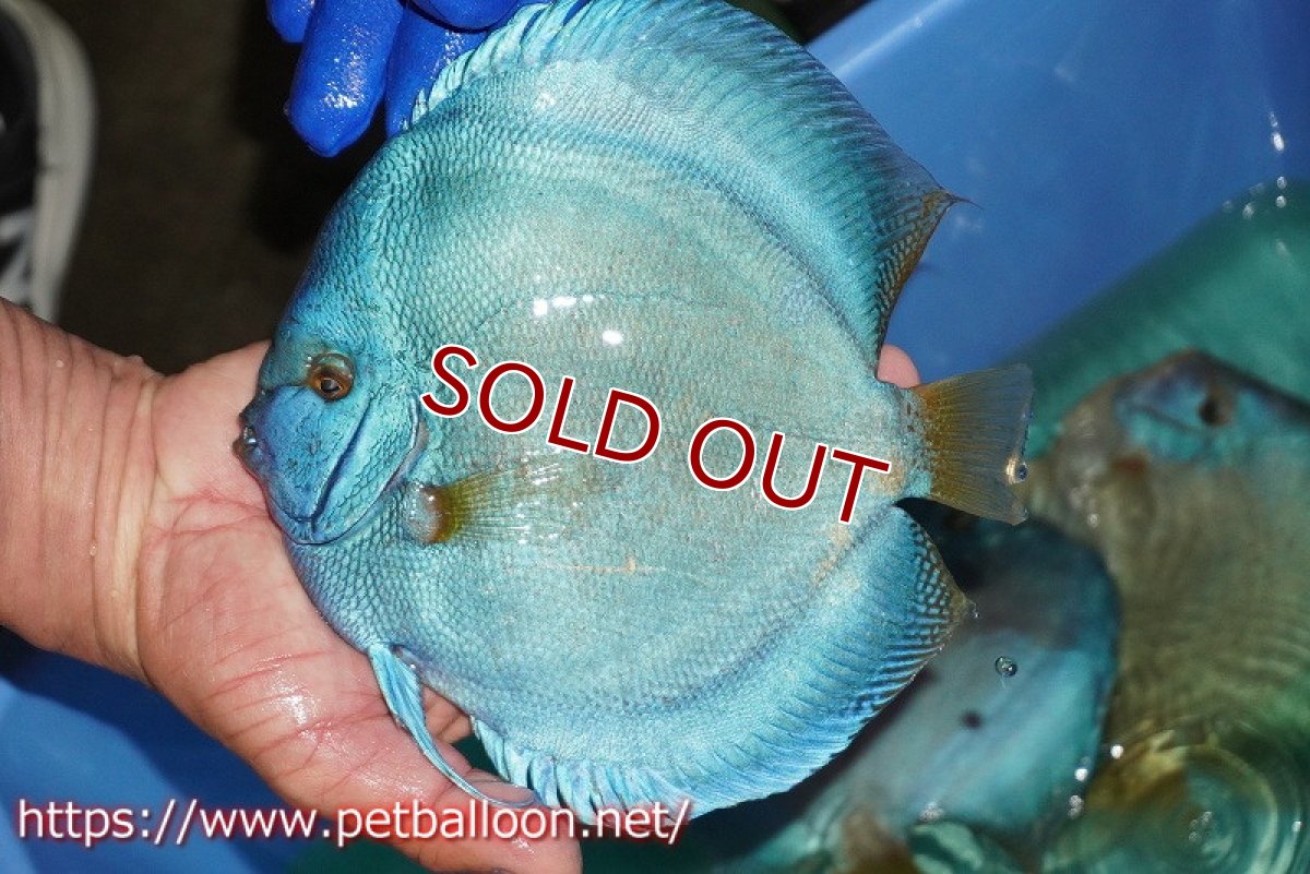 画像2: 【ディスカス】【通販】ウルトラジャイアントフルカバーコバルト（ハイフォーム）【個体販売】19-20cm（生体）マレーシア　NAディスカスファーム (2)