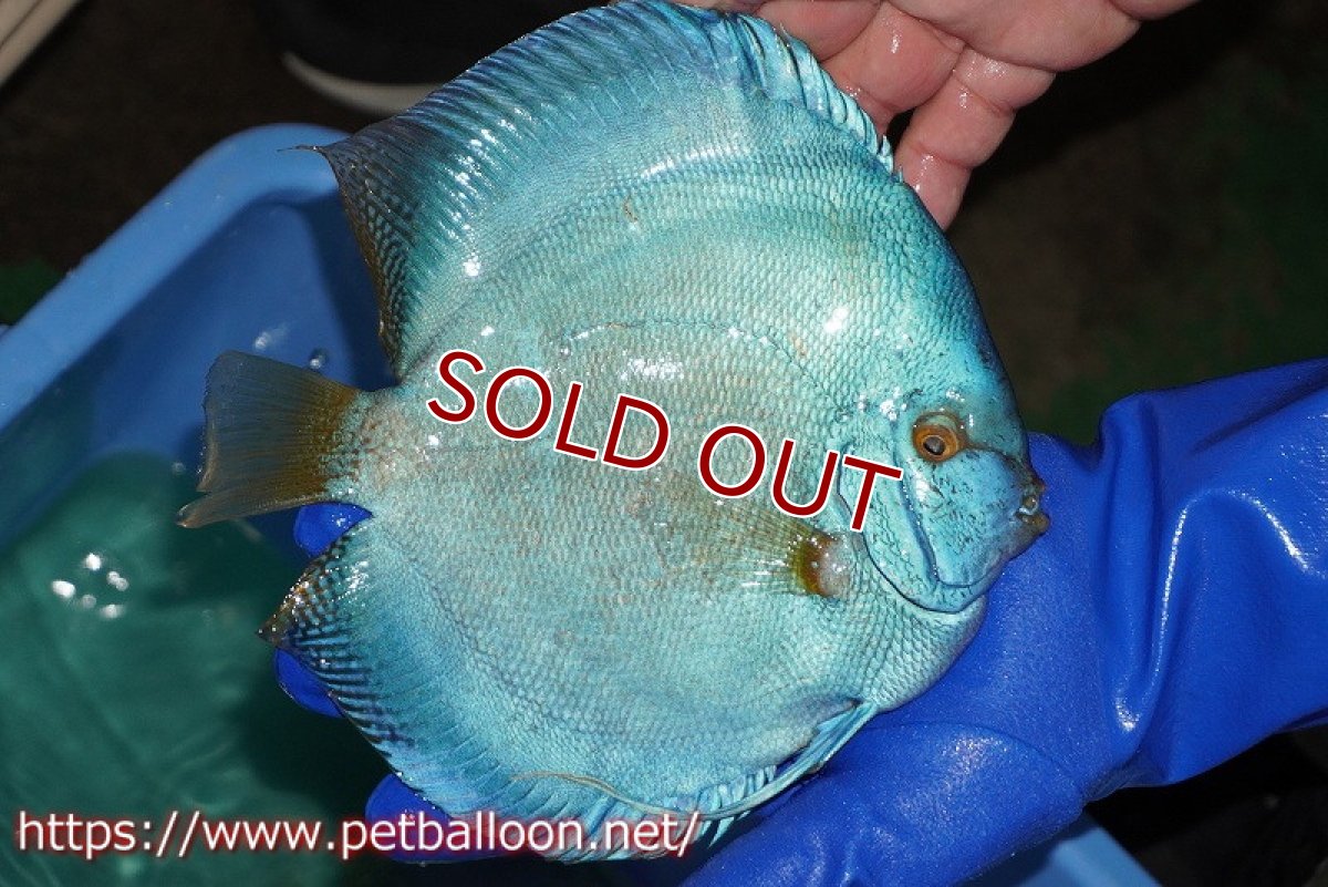 画像3: 【ディスカス】【通販】ウルトラジャイアントフルカバーコバルト（ハイフォーム）【個体販売】19-20cm（生体）マレーシア　NAディスカスファーム (3)