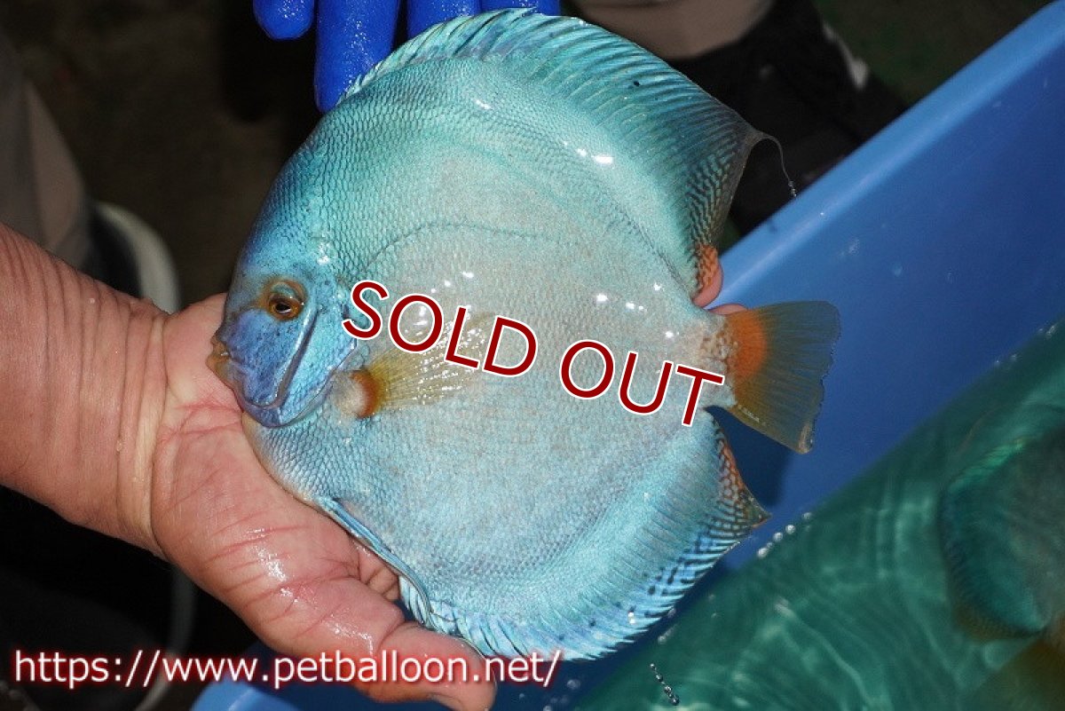 画像2: 【ディスカス】【通販】ウルトラジャイアントフルカバーコバルト（ハイフォーム）【個体販売】19-20cm（生体）マレーシア　NAディスカスファーム (2)