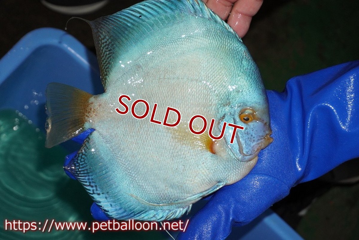 画像3: 【ディスカス】【通販】ウルトラジャイアントフルカバーコバルト（ハイフォーム）【個体販売】19-20cm（生体）マレーシア　NAディスカスファーム (3)