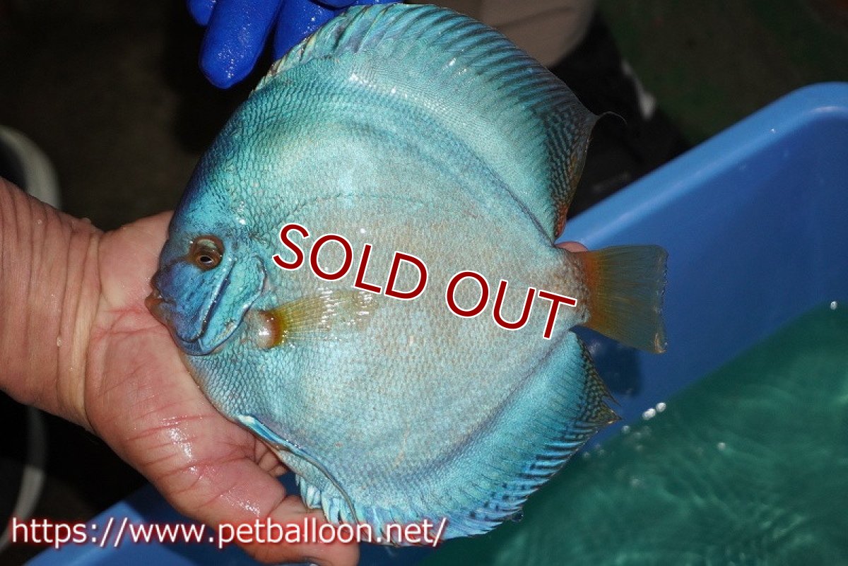 画像2: 【ディスカス】【通販】ウルトラジャイアントフルカバーコバルト（ハイフォーム）【個体販売】19-20cm（生体）マレーシア　NAディスカスファーム (2)