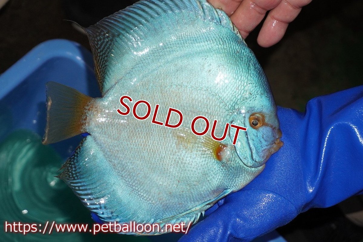 画像3: 【ディスカス】【通販】ウルトラジャイアントフルカバーコバルト（ハイフォーム）【個体販売】19-20cm（生体）マレーシア　NAディスカスファーム (3)