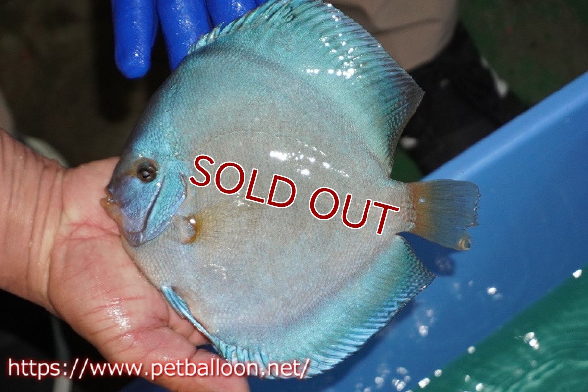 画像2: 【ディスカス】【通販】ウルトラジャイアントフルカバーコバルト（ハイフォーム）【個体販売】19-20cm（生体）マレーシア　NAディスカスファーム (2)