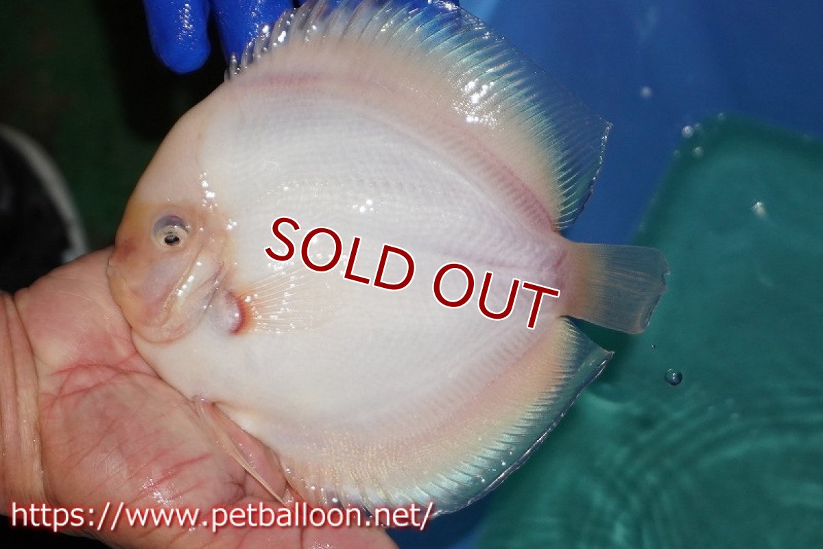 画像2: 【ディスカス】【通販】スノーホワイト【個体販売】16-17cm（生体）マレーシア　NAディスカスファーム (2)