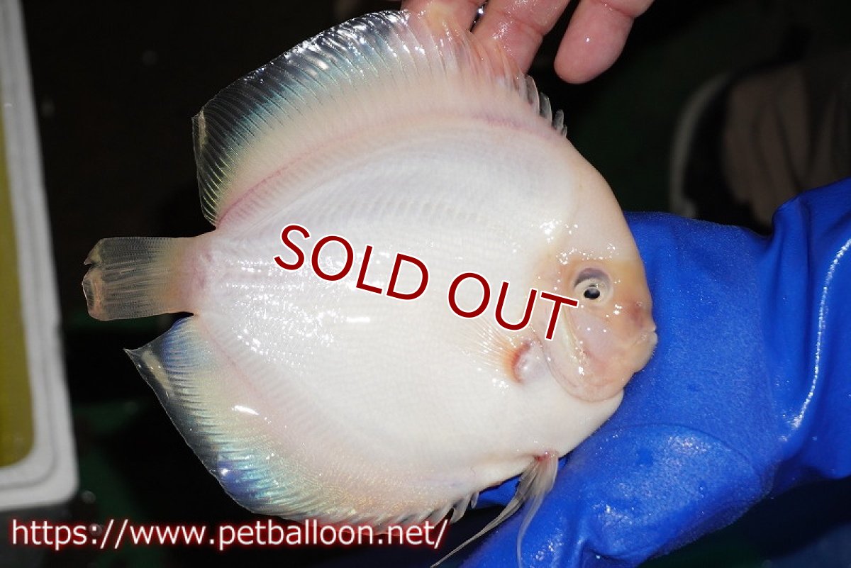 画像3: 【ディスカス】【通販】スノーホワイト【個体販売】16-17cm（生体）マレーシア　NAディスカスファーム (3)