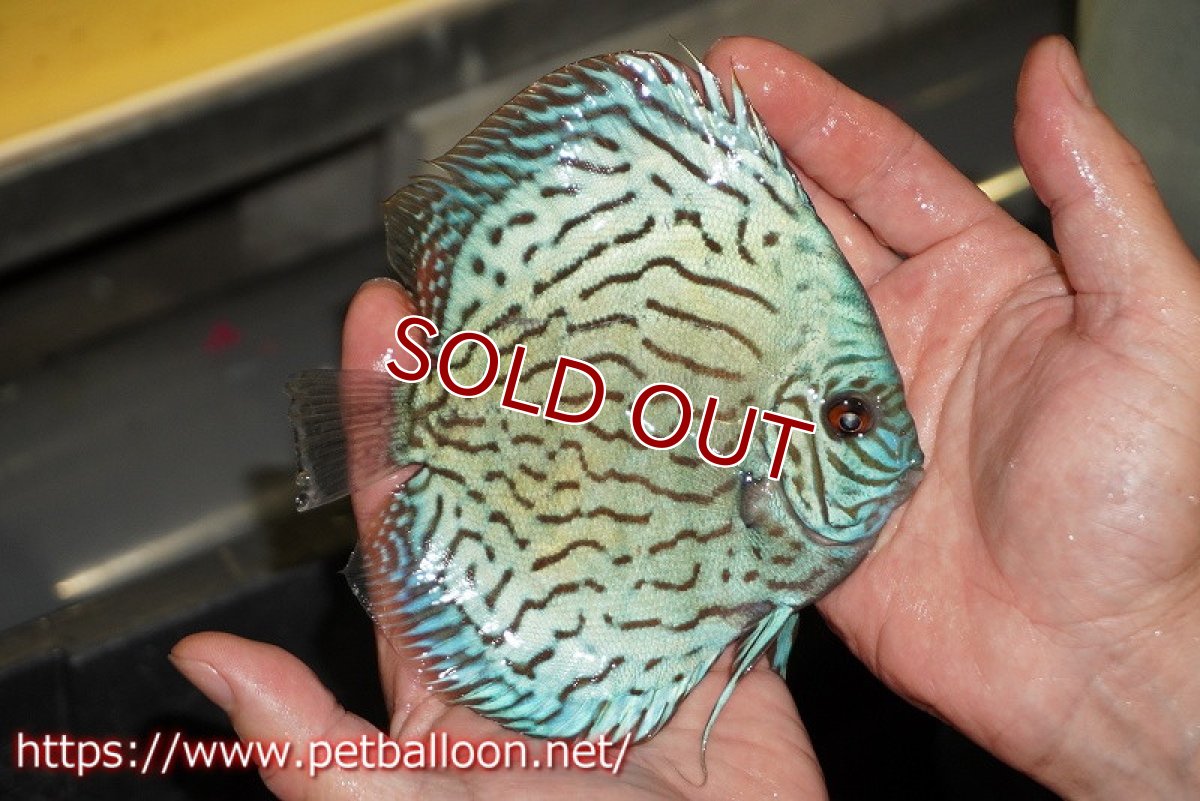 画像2: 【ディスカス】【通販】【超希少種　国産ブリード】プレミアムセルーリア【個体販売】13cm（生体）紀州産 (2)