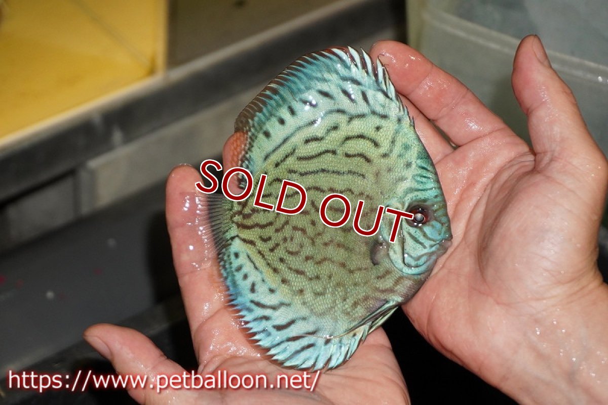 画像2: 【ディスカス】【通販】【超希少種　国産ブリード】プレミアムセルーリア【個体販売】12-13cm（生体）紀州産 (2)