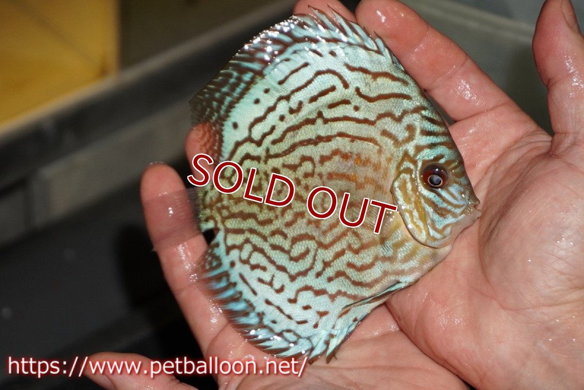 画像2: 【ディスカス】【通販】【超希少種　国産ブリード】プレミアムセルーリア【個体販売】12-13cm（生体）紀州産 (2)