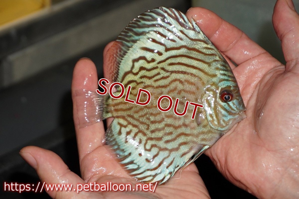 画像2: 【ディスカス】【通販】【超希少種　国産ブリード】プレミアムセルーリア【個体販売】12-13cm（生体）紀州産 (2)