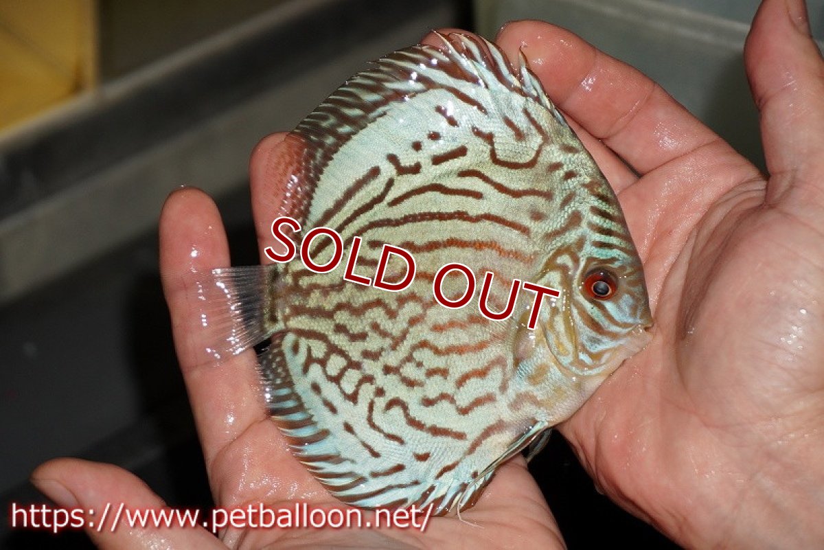 画像2: 【ディスカス】【通販】【超希少種　国産ブリード】プレミアムセルーリア【個体販売】12-13cm（生体）紀州産 (2)