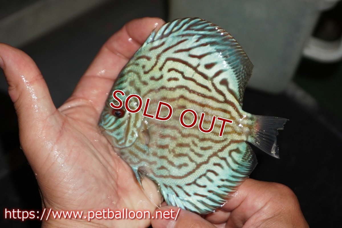 画像1: 【ディスカス】【通販】【超希少種　国産ブリード】プレミアムセルーリア【個体販売】12cm（生体）紀州産 (1)