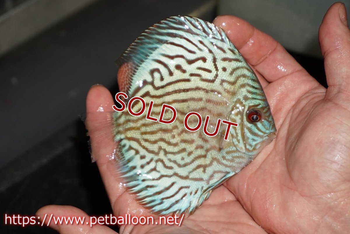 画像2: 【ディスカス】【通販】【超希少種　国産ブリード】プレミアムセルーリア【個体販売】12cm（生体）紀州産 (2)
