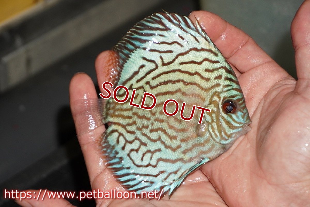 画像2: 【ディスカス】【通販】【超希少種　国産ブリード】プレミアムセルーリア【個体販売】12cm（生体）紀州産 (2)