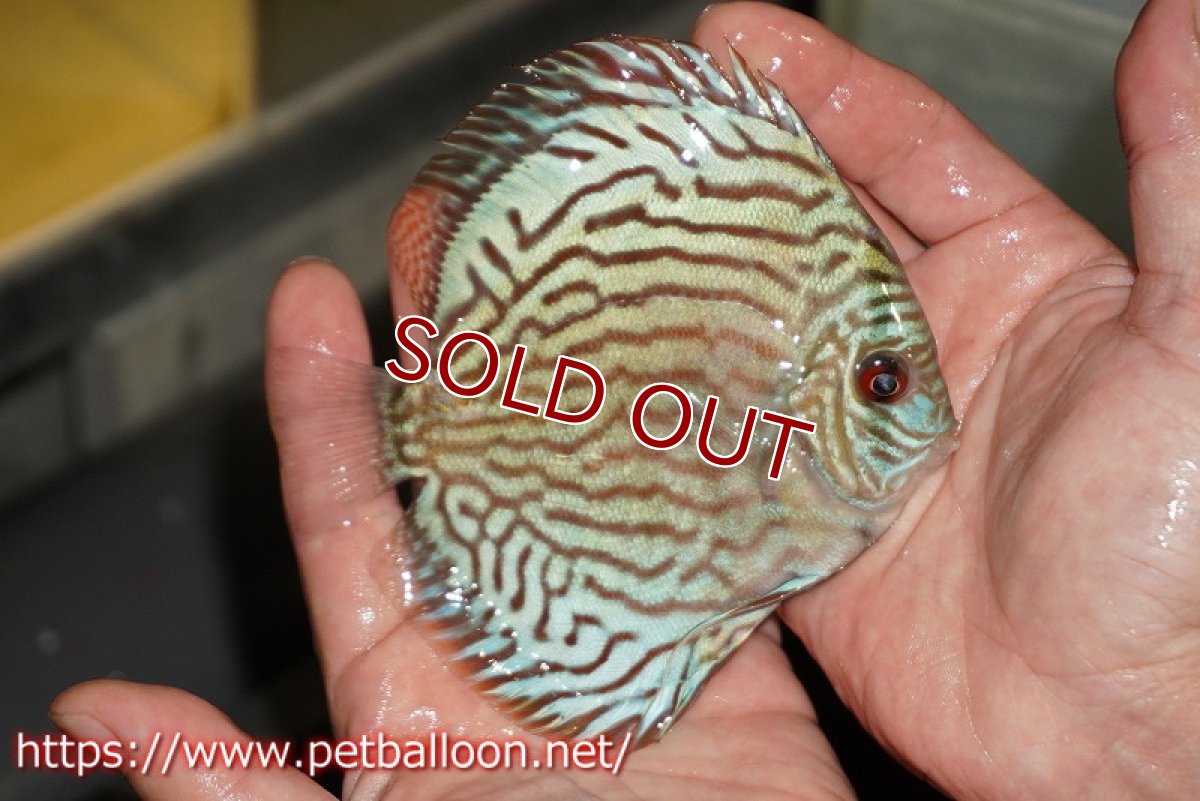 画像2: 【ディスカス】【通販】【超希少種　国産ブリード】プレミアムセルーリア【個体販売】12cm（生体）紀州産 (2)