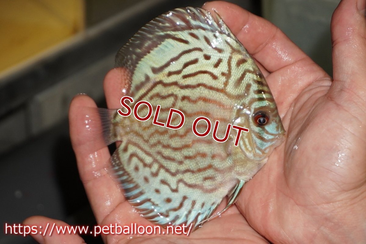 画像2: 【ディスカス】【通販】【超希少種　国産ブリード】プレミアムセルーリア【個体販売】12cm（生体）紀州産 (2)