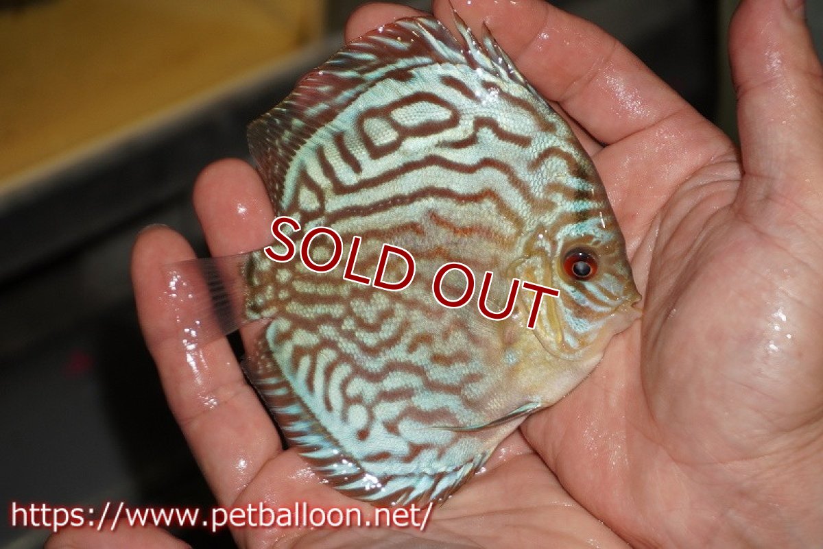 画像2: 【ディスカス】【通販】【超希少種　国産ブリード】プレミアムセルーリア【個体販売】12cm（生体）紀州産 (2)