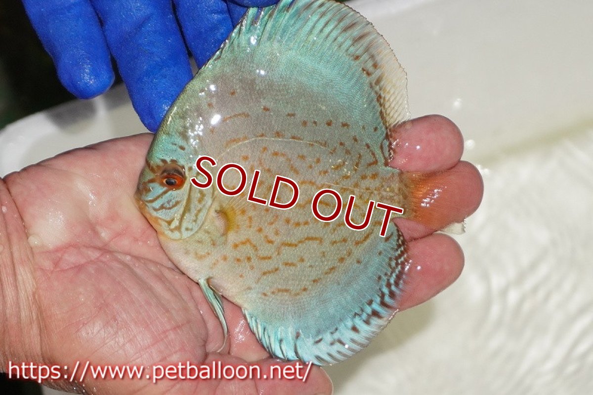 画像1: 【ディスカス】【通販】アルタムロイヤルブリリアント（ハイフォーム ワームパターン）【個体販売】11cm（生体）マレーシア　NAディスカスファーム (1)