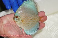 画像1: 【ディスカス】【通販】アルタムロイヤルブリリアント（ハイフォーム ワームパターン）【個体販売】11cm（生体）マレーシア　NAディスカスファーム (1)