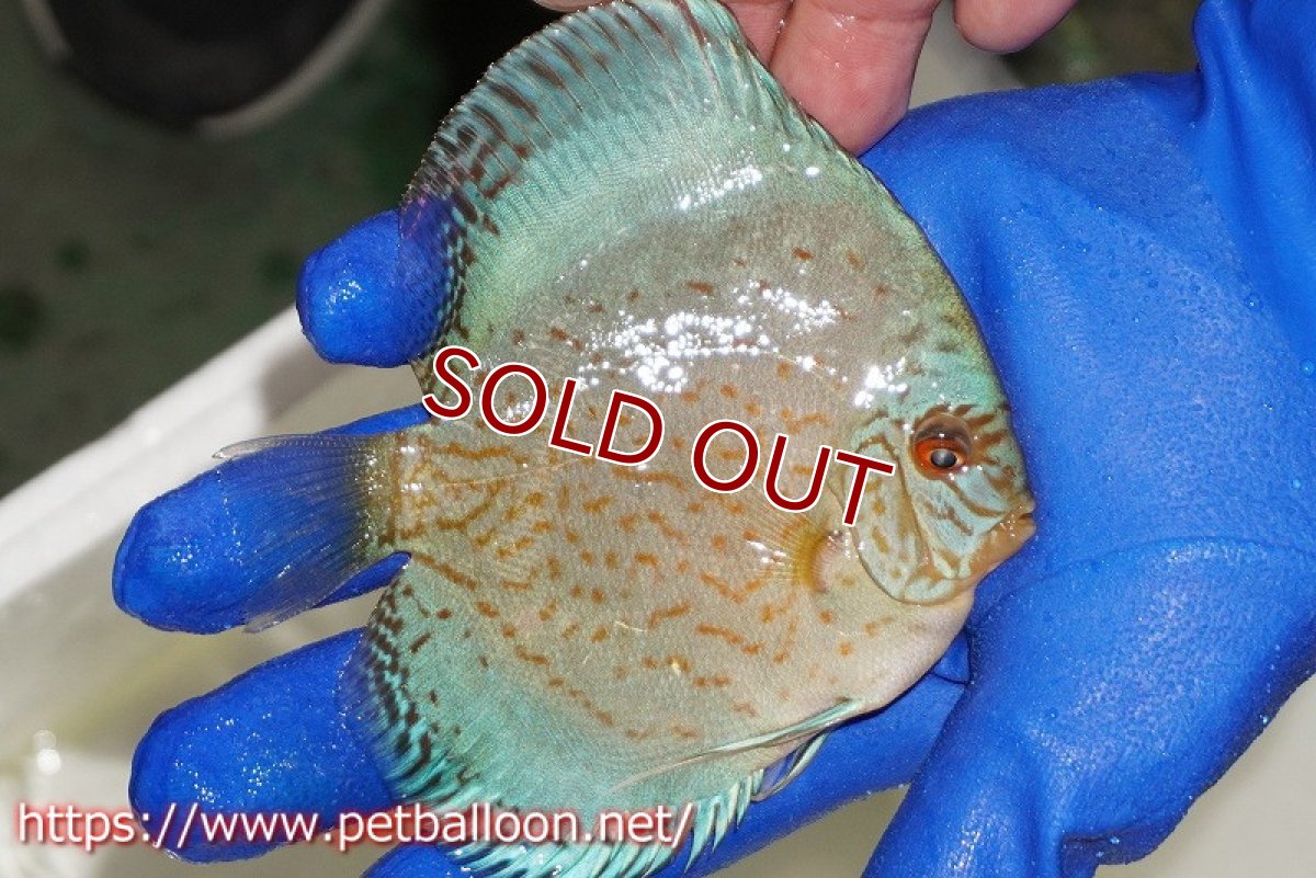 画像2: 【ディスカス】【通販】アルタムロイヤルブリリアント（ハイフォーム ワームパターン）【個体販売】11cm（生体）マレーシア　NAディスカスファーム (2)