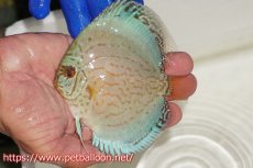画像1: 【ディスカス】【通販】アルタムロイヤルブリリアント（ハイフォーム ワームパターン）【個体販売】11cm（生体）マレーシア　NAディスカスファーム (1)