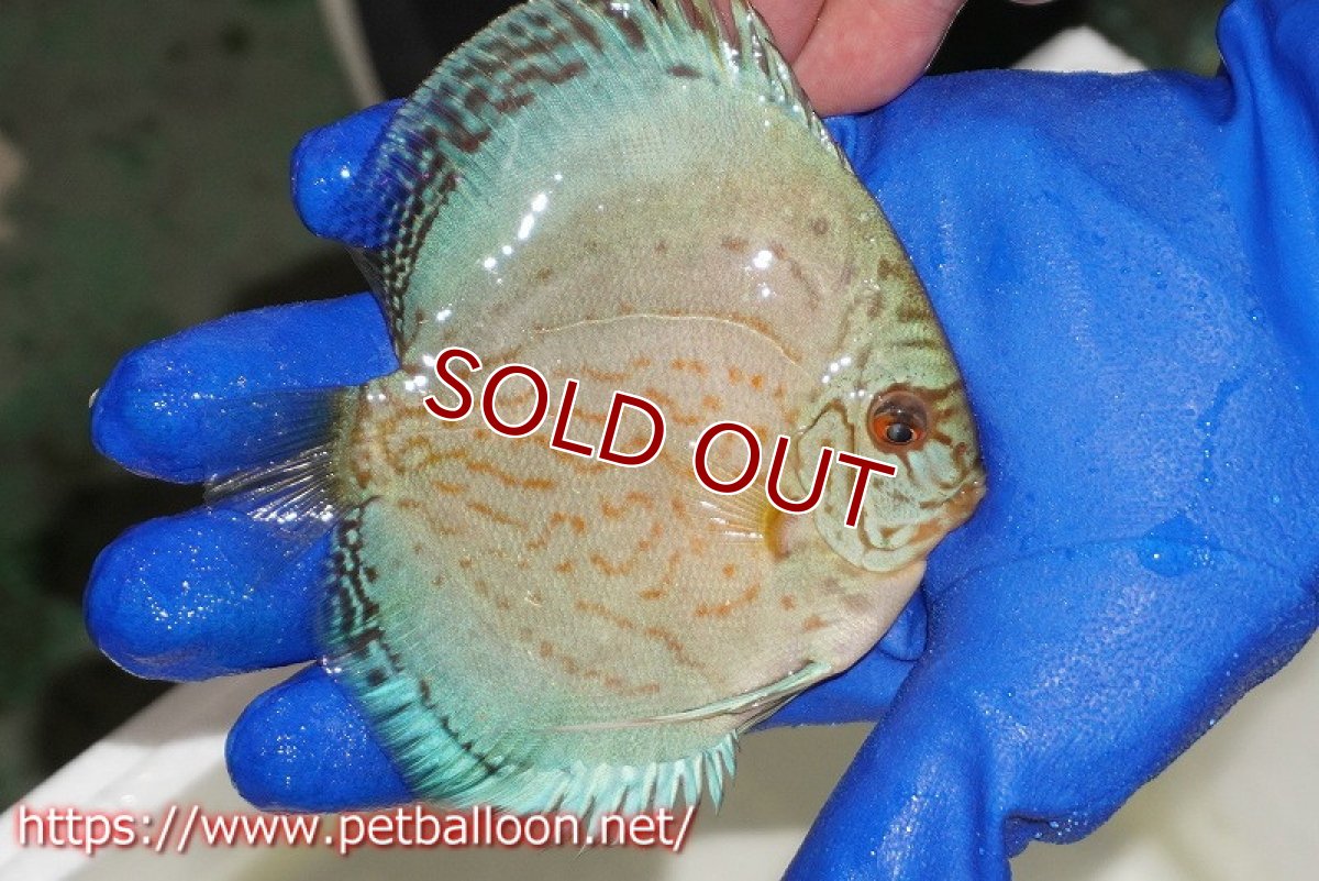 画像2: 【ディスカス】【通販】アルタムロイヤルブリリアント（ハイフォーム ワームパターン）【個体販売】11cm（生体）マレーシア　NAディスカスファーム (2)