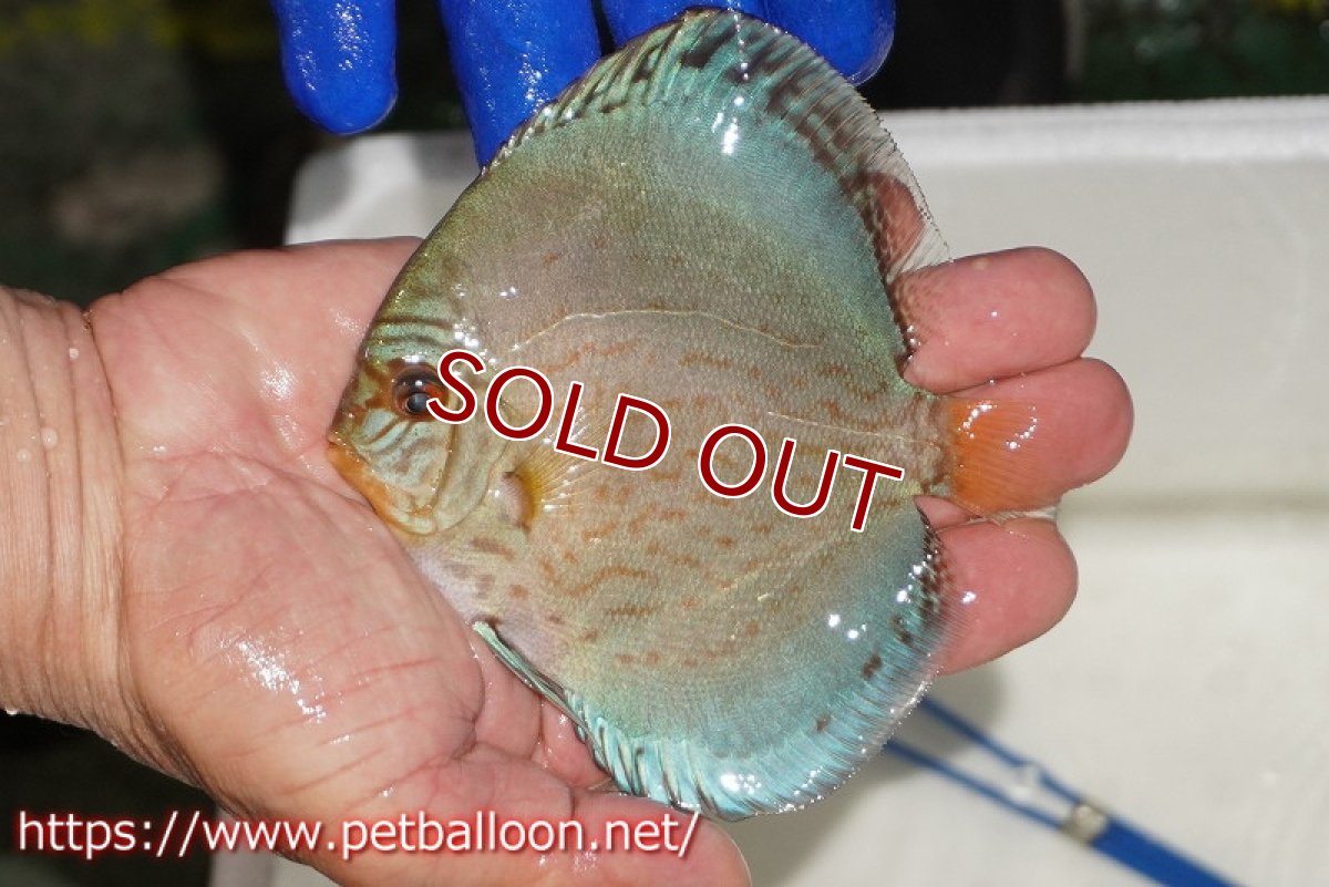 画像1: 【ウィンターセール クーポンご利用で更に10％OFF対象商品】【ディスカス】【通販】アルタムロイヤルブリリアント（ハイフォーム ワームパターン）【個体販売】11cm（生体）マレーシア　NAディスカスファーム (1)