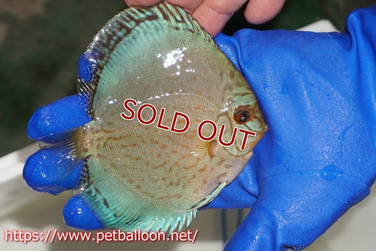 画像2: 【ウィンターセール クーポンご利用で更に10％OFF対象商品】【ディスカス】【通販】アルタムロイヤルブリリアント（ハイフォーム ワームパターン）【個体販売】11cm（生体）マレーシア　NAディスカスファーム (2)