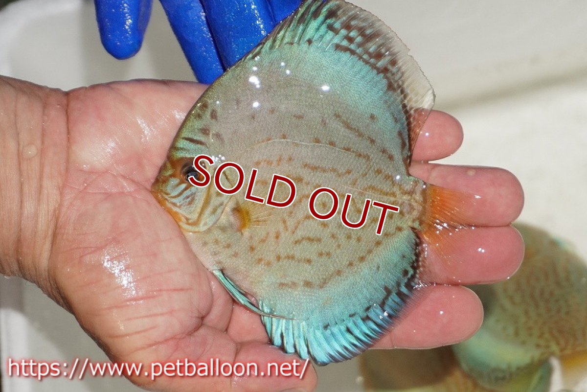 画像1: 【ディスカス】【通販】アルタムロイヤルブリリアント（ハイフォーム ワームパターン）【個体販売】11cm（生体）マレーシア　NAディスカスファーム (1)