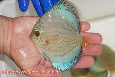 画像1: 【ディスカス】【通販】アルタムロイヤルブリリアント（ハイフォーム ワームパターン）【個体販売】11cm（生体）マレーシア　NAディスカスファーム (1)