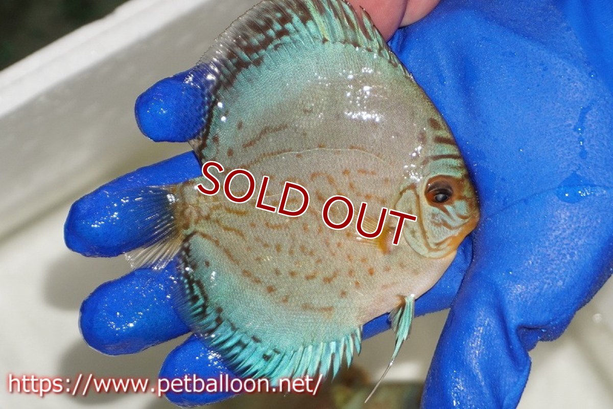 画像2: 【ディスカス】【通販】アルタムロイヤルブリリアント（ハイフォーム ワームパターン）【個体販売】11cm（生体）マレーシア　NAディスカスファーム (2)