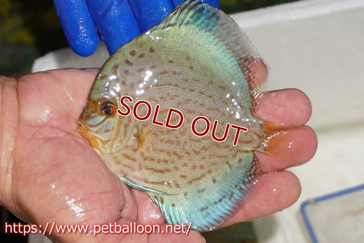 画像1: 【ウィンターセール クーポンご利用で更に10％OFF対象商品】【ディスカス】【通販】アルタムロイヤルブリリアント（ハイフォーム ワームパターン）【個体販売】11cm（生体）マレーシア　NAディスカスファーム (1)