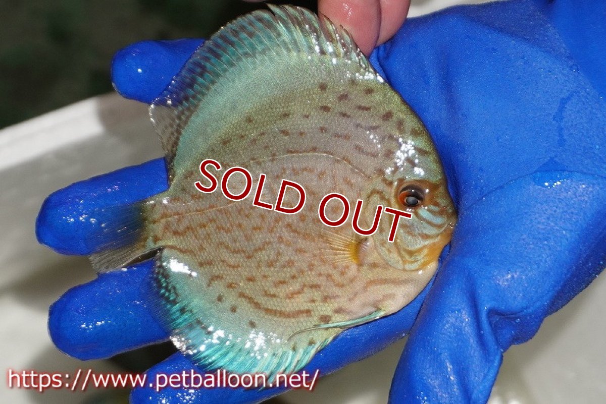 画像2: 【ウィンターセール クーポンご利用で更に10％OFF対象商品】【ディスカス】【通販】アルタムロイヤルブリリアント（ハイフォーム ワームパターン）【個体販売】11cm（生体）マレーシア　NAディスカスファーム (2)