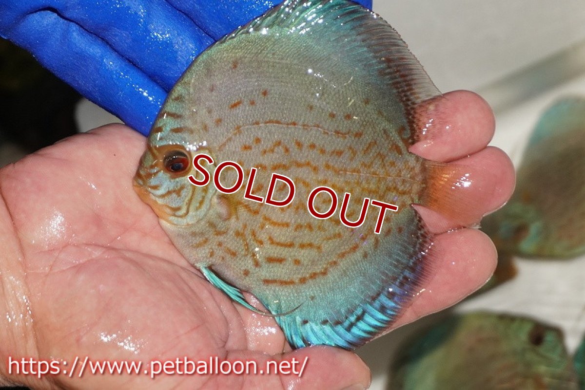 画像1: 【ディスカス】【通販】アルタムロイヤルブリリアント（ハイフォーム ワームパターン）【個体販売】11cm（生体）マレーシア　NAディスカスファーム (1)