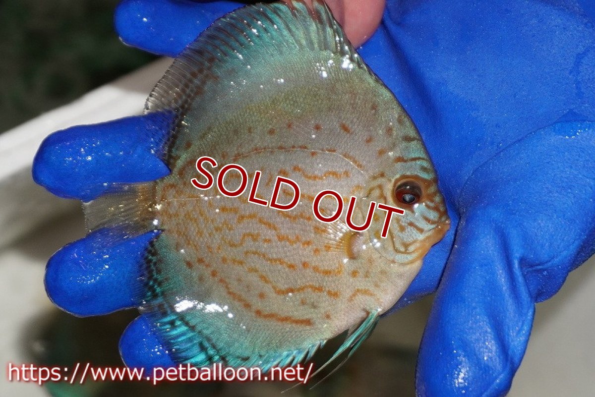 画像2: 【ディスカス】【通販】アルタムロイヤルブリリアント（ハイフォーム ワームパターン）【個体販売】11cm（生体）マレーシア　NAディスカスファーム (2)