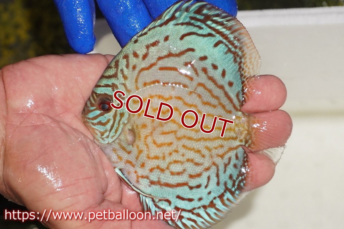 画像1: 【ディスカス】【通販】アルタムロイヤルブリリアント（ハイフォーム ラインパターン）【個体販売】11cm（生体）マレーシア　NAディスカスファーム (1)