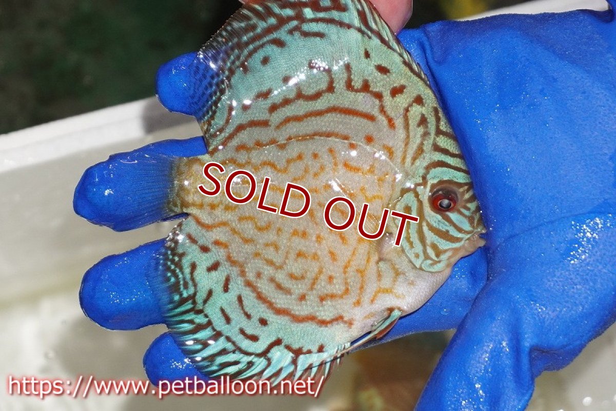 画像2: 【ディスカス】【通販】アルタムロイヤルブリリアント（ハイフォーム ラインパターン）【個体販売】11cm（生体）マレーシア　NAディスカスファーム (2)