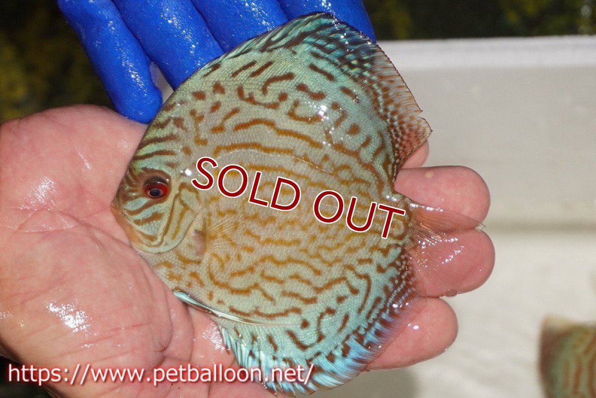 画像1: 【ディスカス】【通販】アルタムロイヤルブリリアント（ハイフォーム ラインパターン）【個体販売】11cm（生体）マレーシア　NAディスカスファーム (1)