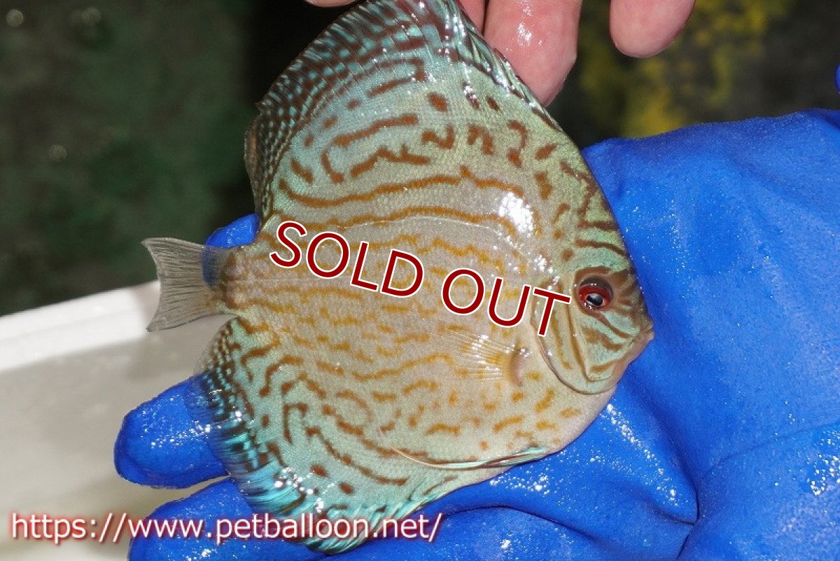 画像2: 【ディスカス】【通販】アルタムロイヤルブリリアント（ハイフォーム ラインパターン）【個体販売】11cm（生体）マレーシア　NAディスカスファーム (2)