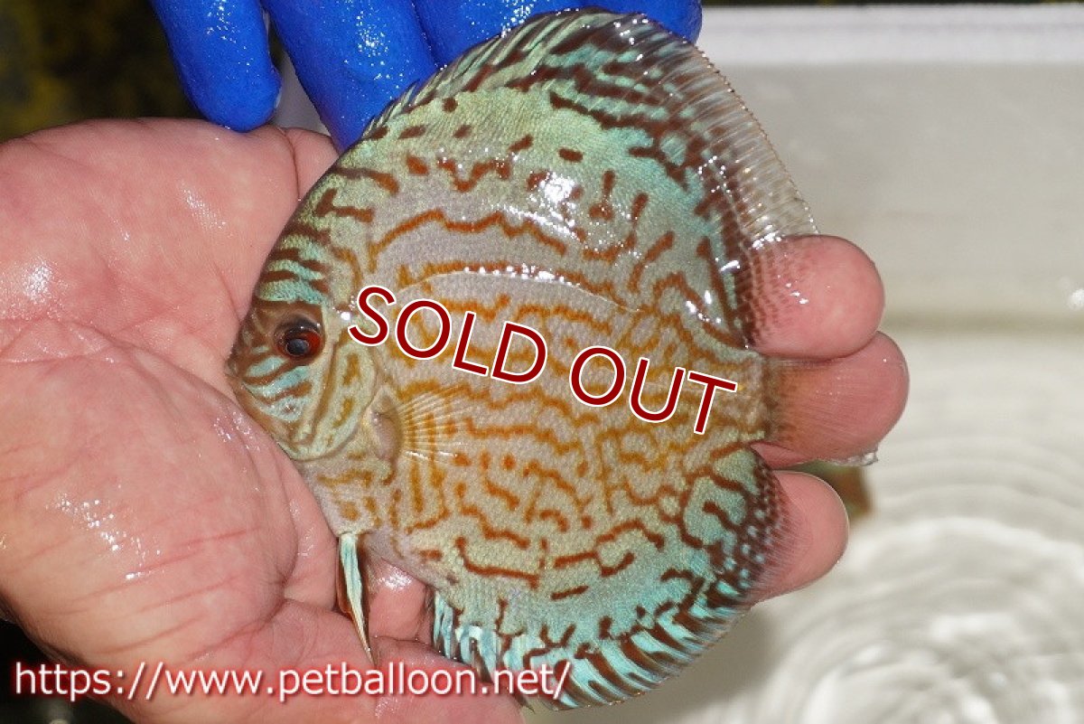 画像1: 【ディスカス】【通販】アルタムロイヤルブリリアント（ハイフォーム ラインパターン）【個体販売】11cm（生体）マレーシア　NAディスカスファーム (1)