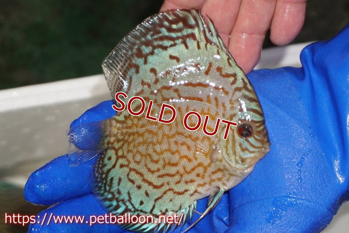 画像2: 【ディスカス】【通販】アルタムロイヤルブリリアント（ハイフォーム ラインパターン）【個体販売】11cm（生体）マレーシア　NAディスカスファーム (2)