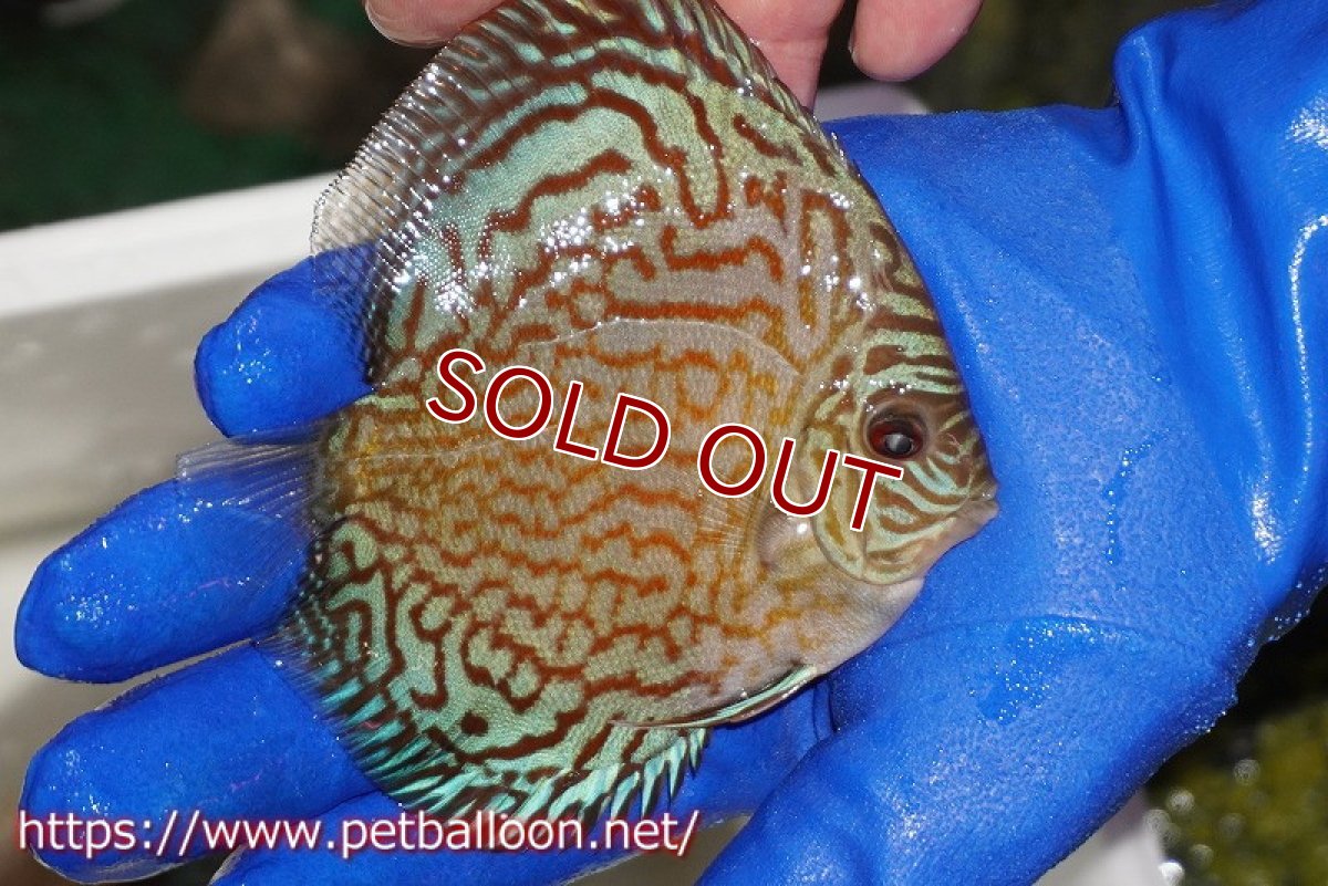 画像2: 【ディスカス】【通販】アルタムロイヤルブリリアント（ハイフォーム ラインパターン）【個体販売】11cm（生体）マレーシア　NAディスカスファーム (2)