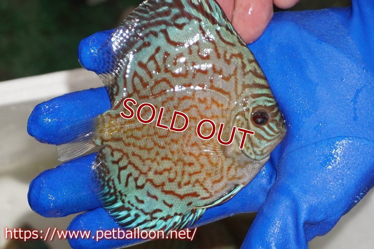 画像2: 【ディスカス】【通販】アルタムロイヤルブリリアント（ハイフォーム ラインパターン）【個体販売】11cm（生体）マレーシア　NAディスカスファーム (2)