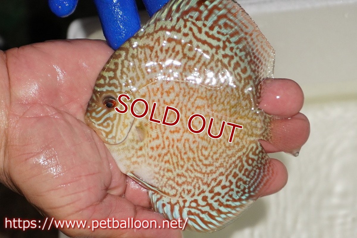 画像1: 【ディスカス】【通販】スポテッドロイヤルブルーサクラ（ハイフォーム）【個体販売】11cm（生体）マレーシア　NAディスカスファーム (1)