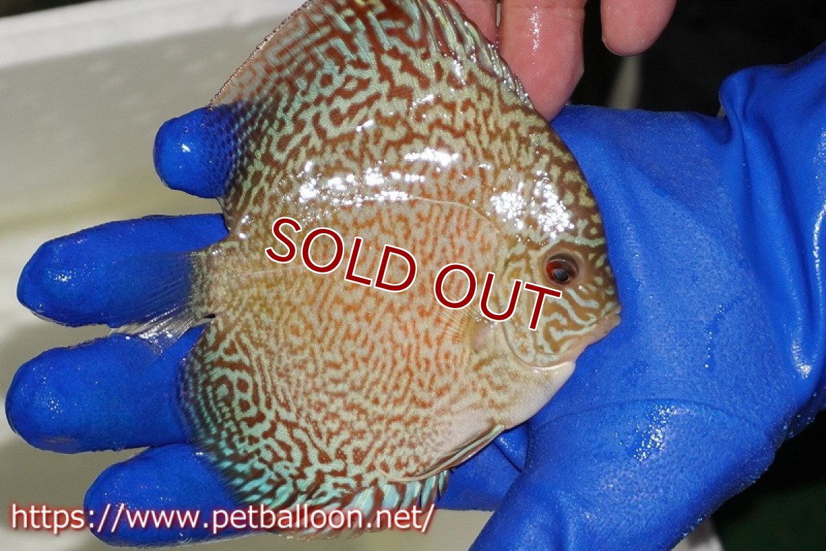 画像2: 【ディスカス】【通販】スポテッドロイヤルブルーサクラ（ハイフォーム）【個体販売】11cm（生体）マレーシア　NAディスカスファーム (2)