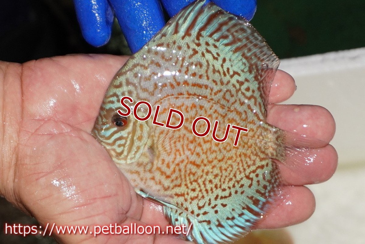 画像1: 【ディスカス】【通販】スポテッドロイヤルブルーサクラ（ハイフォーム）【個体販売】11cm（生体）マレーシア　NAディスカスファーム (1)