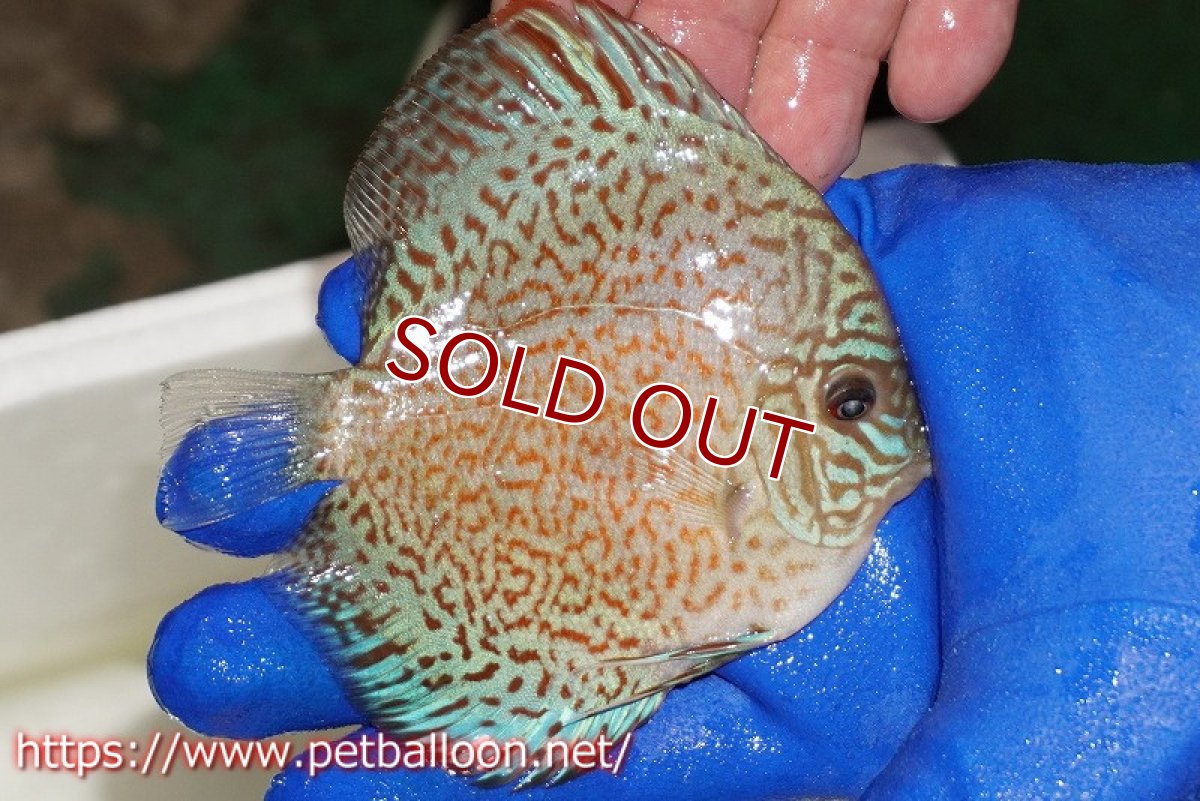 画像2: 【ディスカス】【通販】スポテッドロイヤルブルーサクラ（ハイフォーム）【個体販売】11cm（生体）マレーシア　NAディスカスファーム (2)