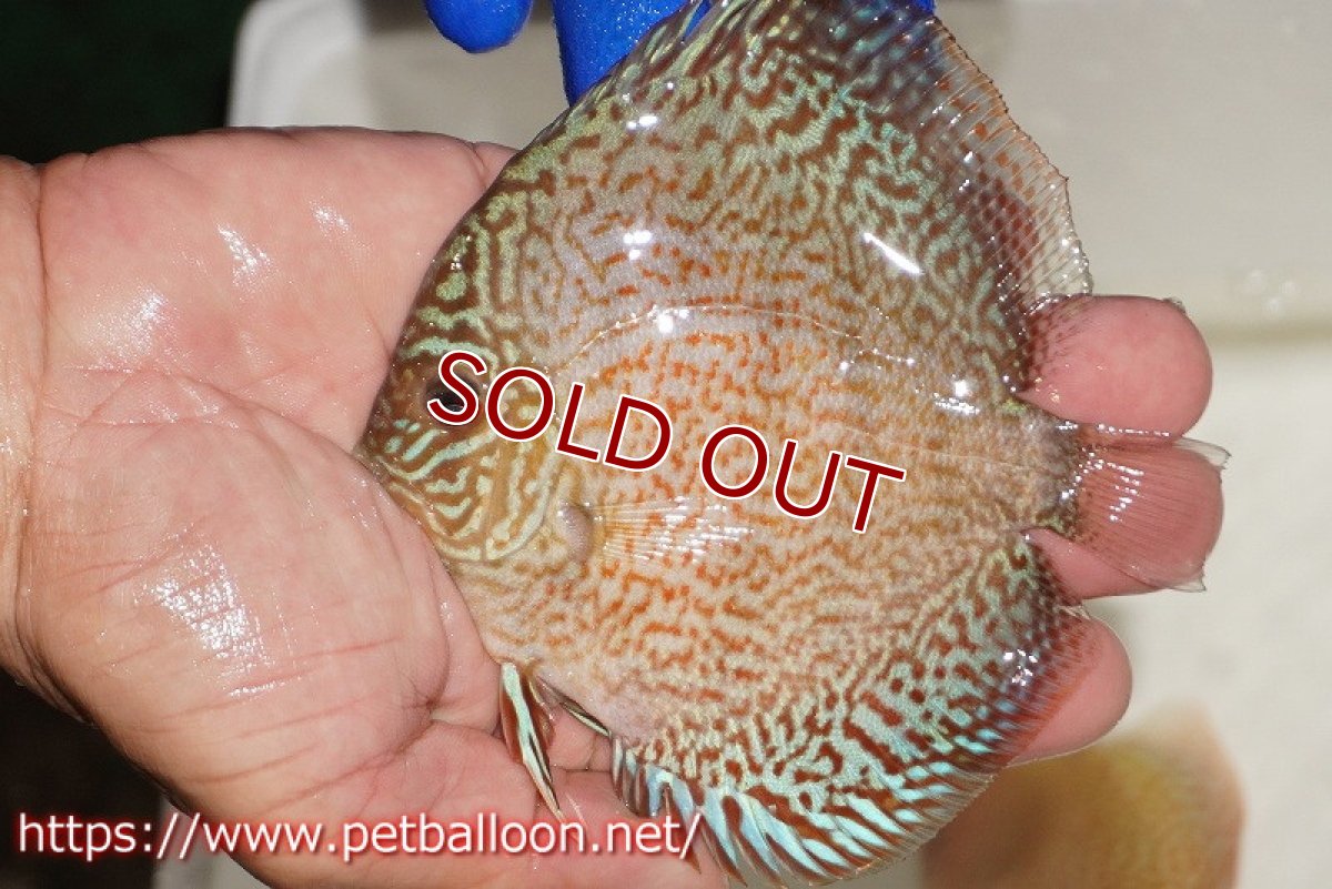 画像1: 【ディスカス】【通販】スポテッドロイヤルブルーサクラ（ハイフォーム）【個体販売】11cm（生体）マレーシア　NAディスカスファーム (1)