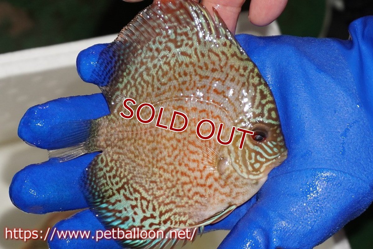 画像2: 【ディスカス】【通販】スポテッドロイヤルブルーサクラ（ハイフォーム）【個体販売】11cm（生体）マレーシア　NAディスカスファーム (2)