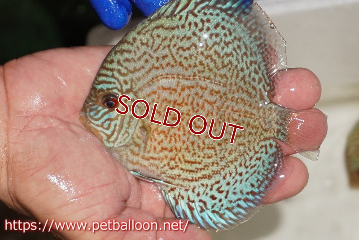 画像1: 【ディスカス】【通販】スポテッドロイヤルブルーサクラ（ハイフォーム）【個体販売】11cm（生体）マレーシア　NAディスカスファーム (1)