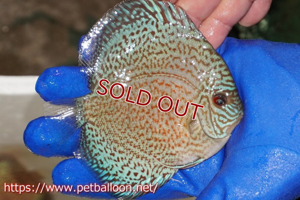 画像2: 【ディスカス】【通販】スポテッドロイヤルブルーサクラ（ハイフォーム）【個体販売】11cm（生体）マレーシア　NAディスカスファーム (2)